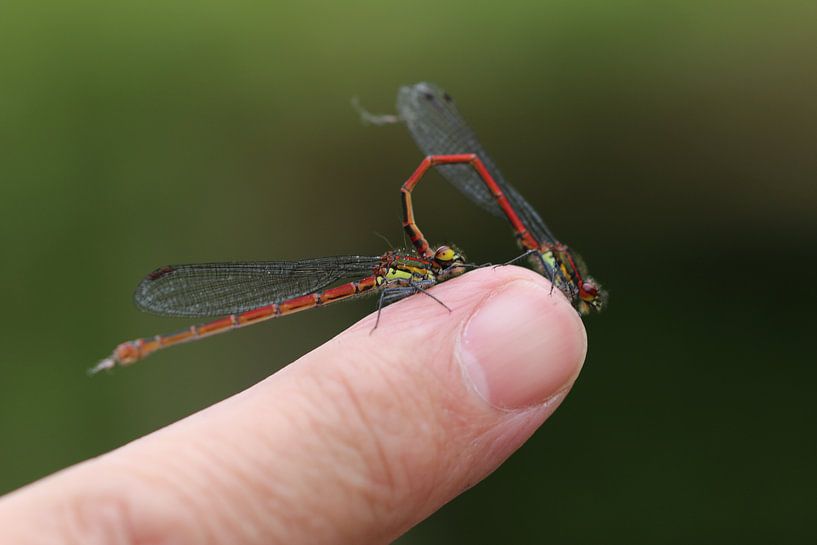 Mating dragonflies by Arjo van Timmeren