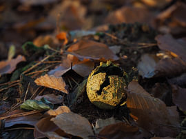 In der Herbstsonne geöffnet von Lisanne Keijzer