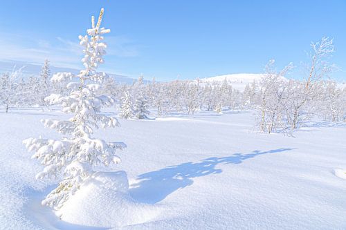 Winter in Lapland