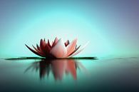 achtergrond met een roze lotusbloem van Rainer Zapka thumbnail