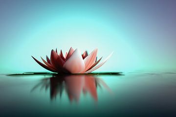 Eine Lotusblüte schimmert im Wasser von Rainer Zapka