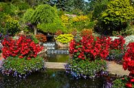 prachtige tuin met rode begonia en groenen planten van ChrisWillemsen thumbnail