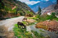 Grazend vee in de berm van een bergweg in de Heilige Vallei, Peru van Rietje Bulthuis thumbnail