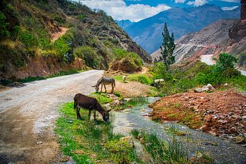 Grazend vee in de berm van een bergweg in de Heilige Vallei, Peru van Rietje Bulthuis