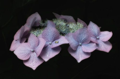 Morning dew II