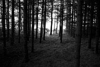 het einde van het bos