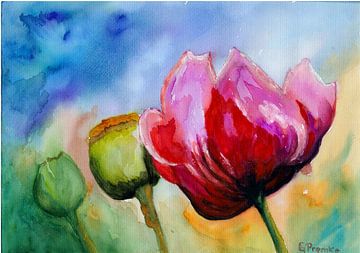 Flora and fauna, poppies, corn poppies