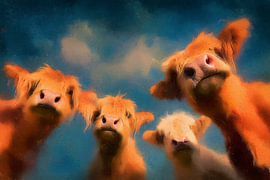 Highland Cows I – Looking Down