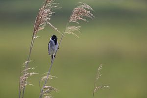 Rohrammer auf einem Zweig: Frieden in der Natur