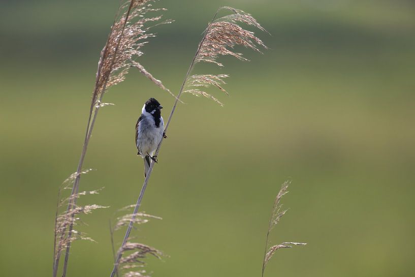 Rietgors op een Takje: Rust in de Natuur van Thijs Schouten