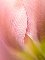 Roze tulp detail bloemblad