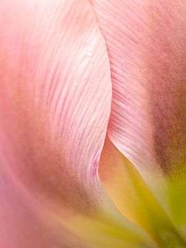 Roze tulp detail bloemblad van Rogier Droogsma