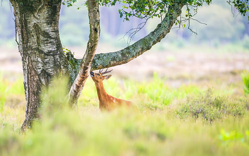 ree bok van Andy van der Steen - Fotografie