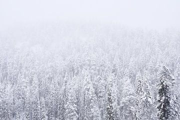 Paysage blanc sur Anniek Snoeijs