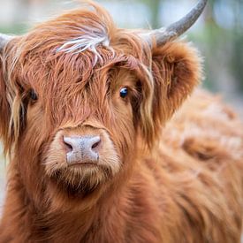 Schotse Hooglander van Ton Tolboom