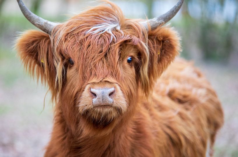Portrait Scottish Highlander by Ton Tolboom