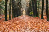 Herfst in het bos