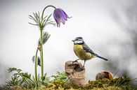 Tit tot Pulsatilla van Jürgen Schmittdiel Photography thumbnail