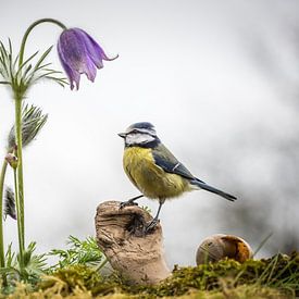 Meise an Pulsatilla von Jürgen Schmittdiel Photography