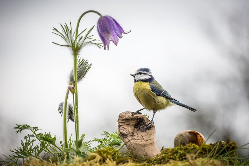 Tit to Pulsatilla by Jürgen Schmittdiel Photography