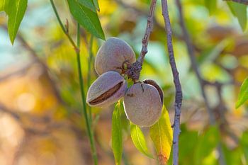 Almost harvest time for the almond tree