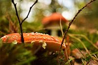 Vliegenzwam in de Herfst