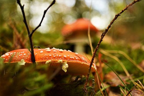 Vliegenzwam in de Herfst