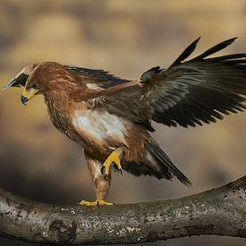 Roofvogel van Mark Kroontje