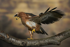 Roofvogel