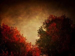 Landschaft – Rote Birke mit strukturiertem Himmel