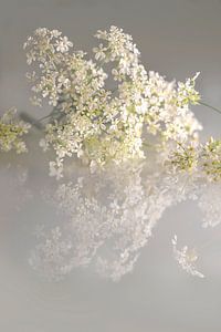 Flutesweed. Monde de rêve romantique. Gris et blanc. De base.