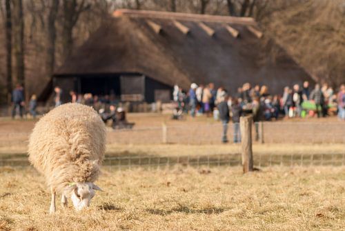 Schaapskooi Hoog Buurlo von Raymond Meerbeek