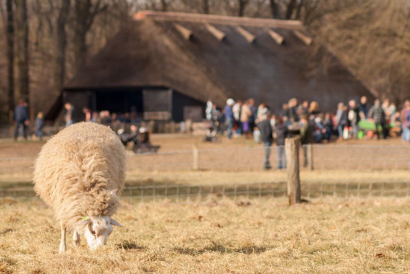 Schaapskooi Hoog Buurlo by Raymond Meerbeek