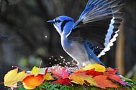 A blue jay in the garden in autumn by Claude Laprise thumbnail