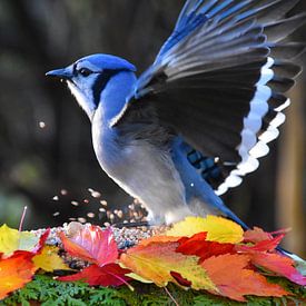 A blue jay in the garden in autumn by Claude Laprise
