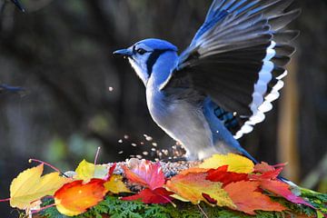 A blue jay in the garden in autumn by Claude Laprise
