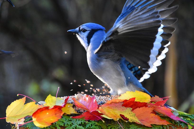 A blue jay in the garden in autumn by Claude Laprise