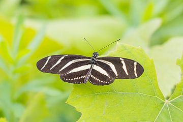 Papillon zébré sur Karin Riethoven