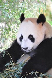 Panda Xing Ya  deel 7 panda bear