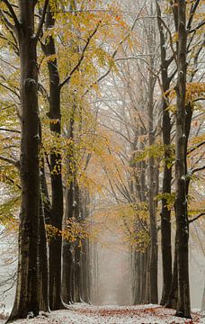 Winterse herfstplaat van Marloes ten Brinke