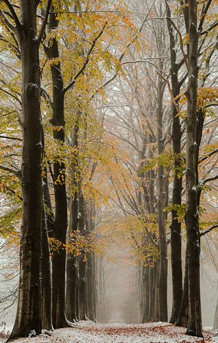 Winterse herfstplaat