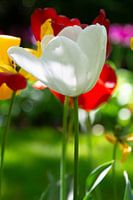 Tulipes
