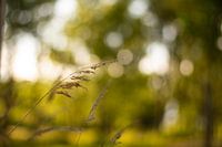 Schilf in der Abendsonne