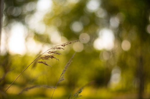 Schilf in der Abendsonne