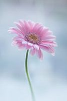 Softness