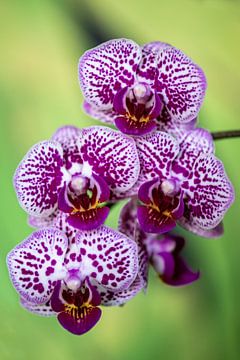 orchidée sur Steffen Gierok