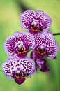 orchidee van Steffen Gierok thumbnail