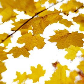 Herfstblaadjes in de wind van Marian Steenbergen