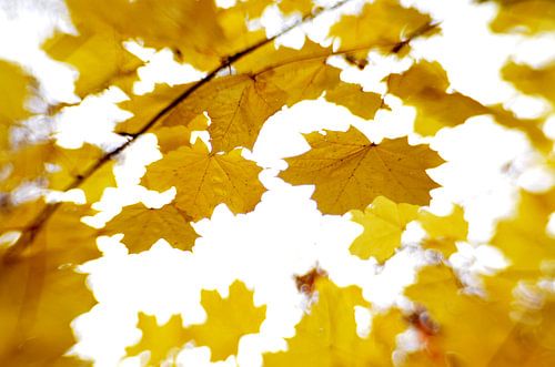 Herfstblaadjes in de wind