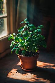 Herbes aromatiques pour la cuisine sur Poster Art Shop